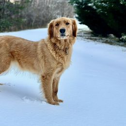 Golden Retrievers from Carolina Breeders Family