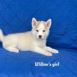 Willow's girl - Brown and white female Siberian Husky puppy in Ocala, Florida from Florida Husky Puppies