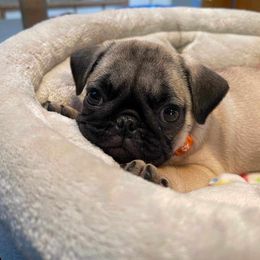 Pug Puppies from A Grumble of Love Kennels