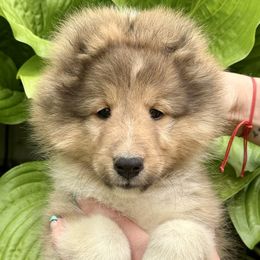 Taffy - Sable and white female Shetland Sheepdog puppy in Iowa from Karmayne Kennels