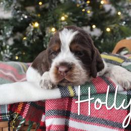 Holly - Liver white and tan female English Springer Spaniel puppy in Barnstead, New Hampshire from C & S Farms