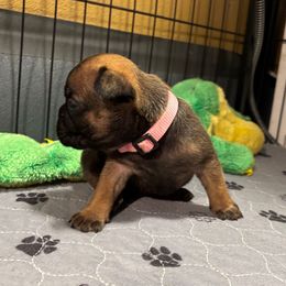 Holly - Black and tan French Bulldog puppy in Neenah, Wisconsin from Mimosa Acres French Bulldogs LLC