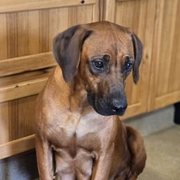 Chilean - Rhodesian Ridgeback