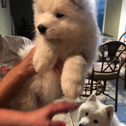 Samoyed and Shiba Inu Puppies from Wintermist Samoyeds