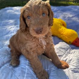 Remington - Red male Aussiedoodle puppy in Claremont, North Carolina from Magnolia Grove Farms
