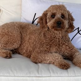 Goldendoodles from Pawfect Doodles Miami