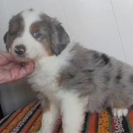 Levi - Blue merle male Toy Australian Shepherd puppy in Warrensburg, Missouri from Booty Shaker Toy and Miniature Poodles and Aussies
