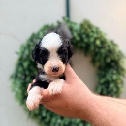 Marnie - Black and white female Bernedoodle puppy in Malvern, Arkansas from Cove Creek Companions