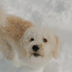 Bernedoodles and Labradoodles from Wild Roots Doodles
