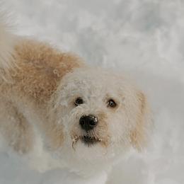 Bernedoodles and Labradoodles from Wild Roots Doodles