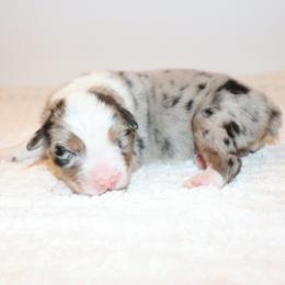 Dia - Blue merle female Australian Shepherd puppy in Colorado from Firestone Australian Shepherds