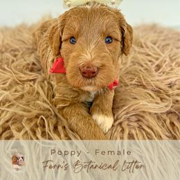 Poppy - Cream female Goldendoodle puppy in Atlanta, Georgia from Teddy Puppies