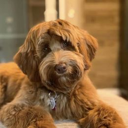 Lilly - Australian Labradoodle