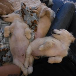 Dachshund Puppies from Davinner's Doxies