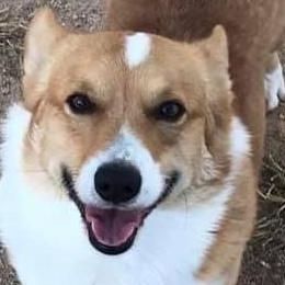 Milo - Pembroke Welsh Corgi