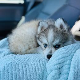 Sweet pea - Silver and white female Pomsky puppy in Yavapai County, Arizona from Pawsh Pomskies