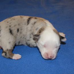 Sage- Full Tail - Blue merle male Miniature American Shepherd puppy in Hillsdale, Michigan from Faithwalk Aussies and Mini American Shepherds