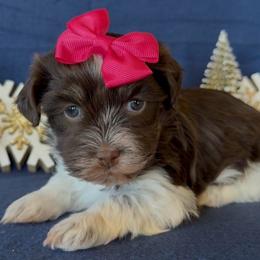 Tulsi - AKC - Chocolate female Havanese puppy in Verden, Oklahoma from Holcombs Puppy Ranch