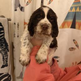 Mississippi (Missy) - Liver white and tan female English Springer Spaniel puppy in Huntingdon, Pennsylvania from Indian Creek Springers and Doxies