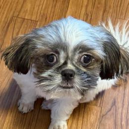 Bobby - Brindle and white male Shih Tzu puppy in Victorville, California from RUMBLE n TUMBLE
