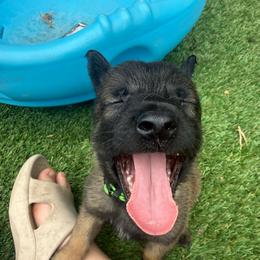 Green Collar Female - Fawn sable female Belgian Malinois puppy in Boise, Idaho from Wings of Freedom Retrievers and Malinois