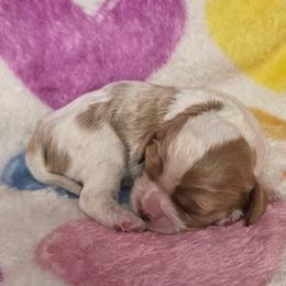 Meeka - Blenheim female Cavalier King Charles Spaniel puppy in Charity, Missouri from Missouri. Cavaliers