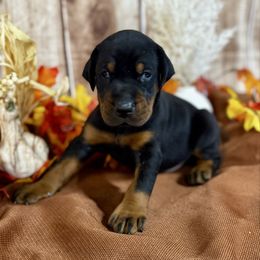 Greyson - Black and rust male Doberman Pinscher puppy in Aredale, Iowa from Royal Dynasty Dobermann Kennel