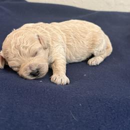Cash - Apricot male Poodle puppy in Poth, Texas from Casa de Curls