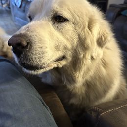 Mackenzie - Great Pyrenees
