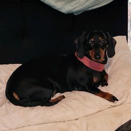 Dolly - Dachshund