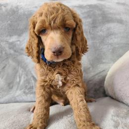 Blue Collar - Red  male Poodle puppy in Colorado Springs, Colorado from Silly's Standard Poodles