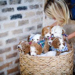 Poodle Puppies from Doodle Puppy Parti