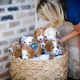 Poodle Puppies from Doodle Puppy Parti
