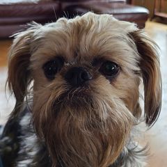 Roxy - Brussels Griffon