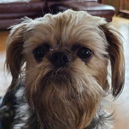 Roxy - Brussels Griffon