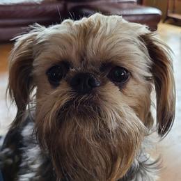Roxy - Brussels Griffon