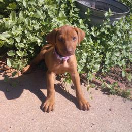 Goldie - Rd whtn brn nose female Rhodesian Ridgeback puppy in Carney, Oklahoma from River Run Parson Russell terriers & River Run Ridgebacks