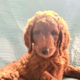 Goldendoodle Puppies from Myers Goldendoodles