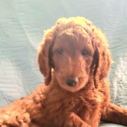 Goldendoodle Puppies from Myers Goldendoodles