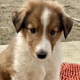 Cooper - male Scottish Collie puppy in Newcastle, Wyoming from Wykota 7K Scottish Collies