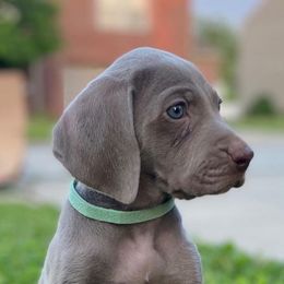 Weimaraners from georgous weimaraner's and other pure breds