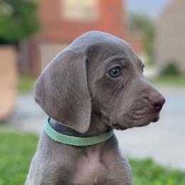 Weimaraners from georgous weimaraner's and other pure breds
