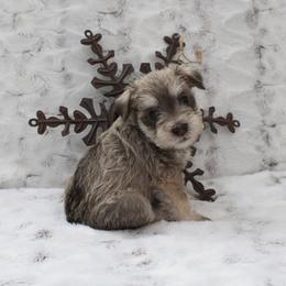 Miniature Schnauzer Puppies from Schnauzers on Robinson Lane