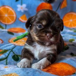 Auguste - Green Collar - Liver male Shorkie puppy in Troy, Ohio from Ever After Tails