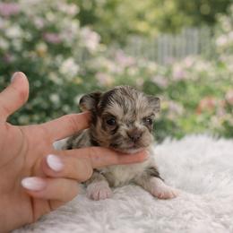 Choco merle girl 6500 - Merle female Chihuahua puppy in Miami, Florida from Natalias Tiny Puppies