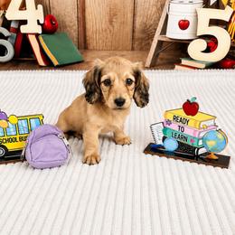 Light shaded cream girl - Cream female Dachshund puppy in Ely, Iowa from Cedar River Mini Dachshunds