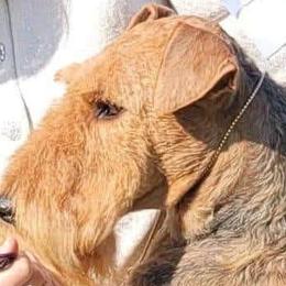 Minnie Pearl - Airedale Terrier
