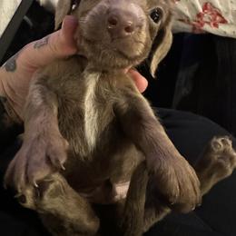 Helios - Fawn (isabella) and tan male Dachshund puppy in Hudson, Michigan from Mittentail Kennel Miniature Dachshunds & Australian Shepherds