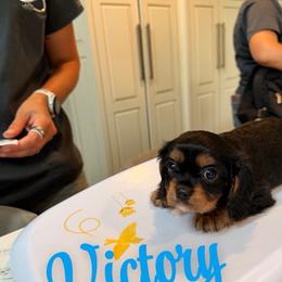 Victory - Black and tan male Cavalier King Charles Spaniel puppy in Rockville, Maryland from Skais the Limit