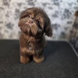 Wicket - Chocolate and tan male Shih Tzu puppy in Fairview Park, Ohio from Sunshine Shih tzus